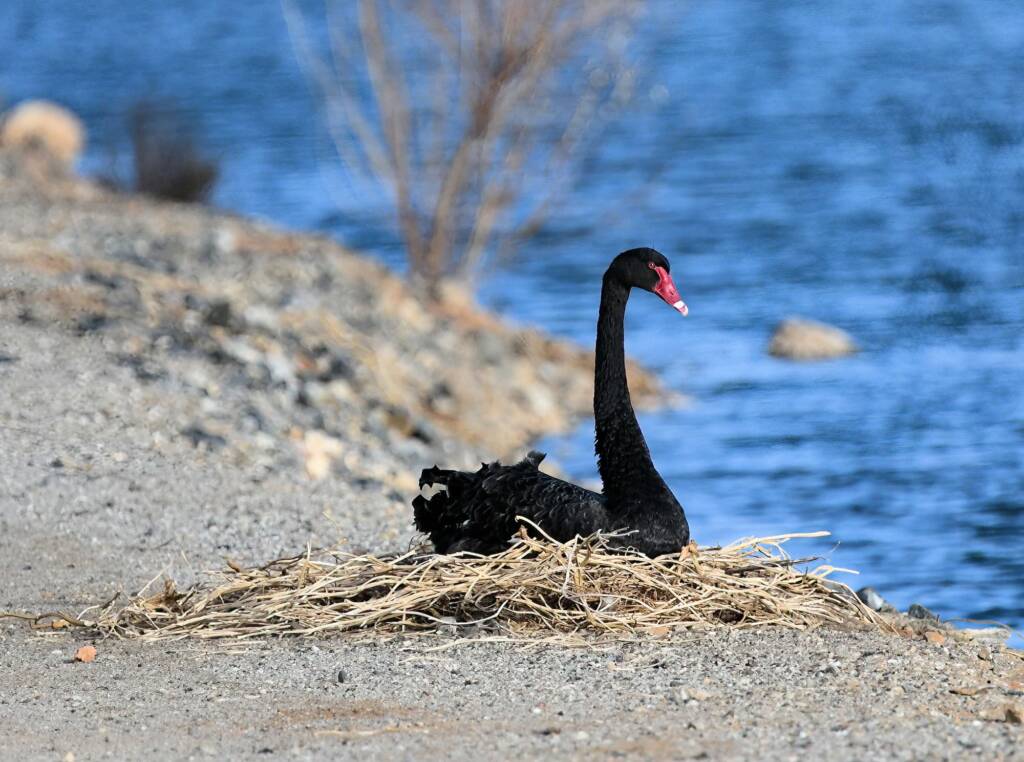 Black Swan (Cygnus atratus) nesting, Alice Springs Sewage Ponds