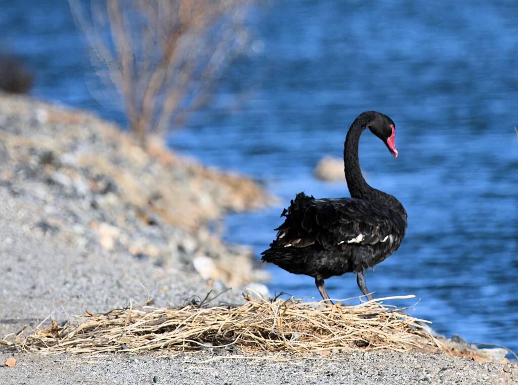 Black Swan (Cygnus atratus) nesting, Alice Springs Sewage Ponds