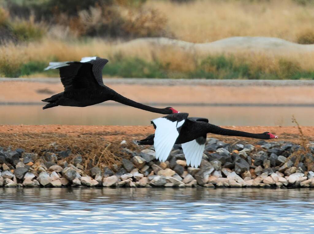 Black Swans (Cygnus atratus), Alice Springs Sewage Ponds