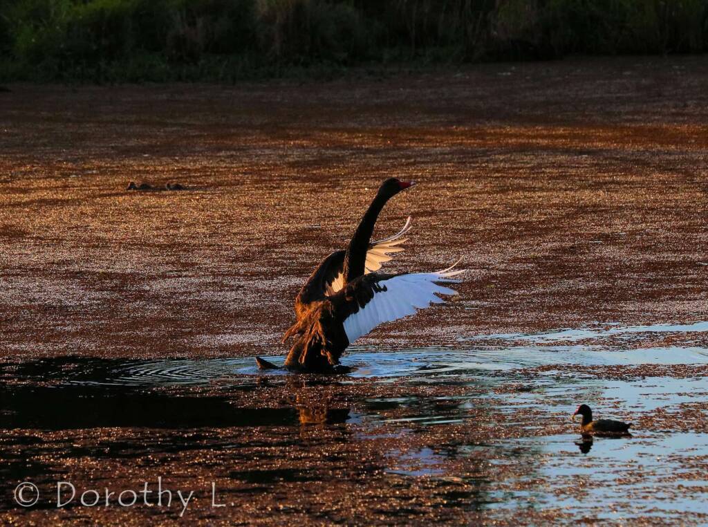 Black Swan (Cygnus atratus) at dusk