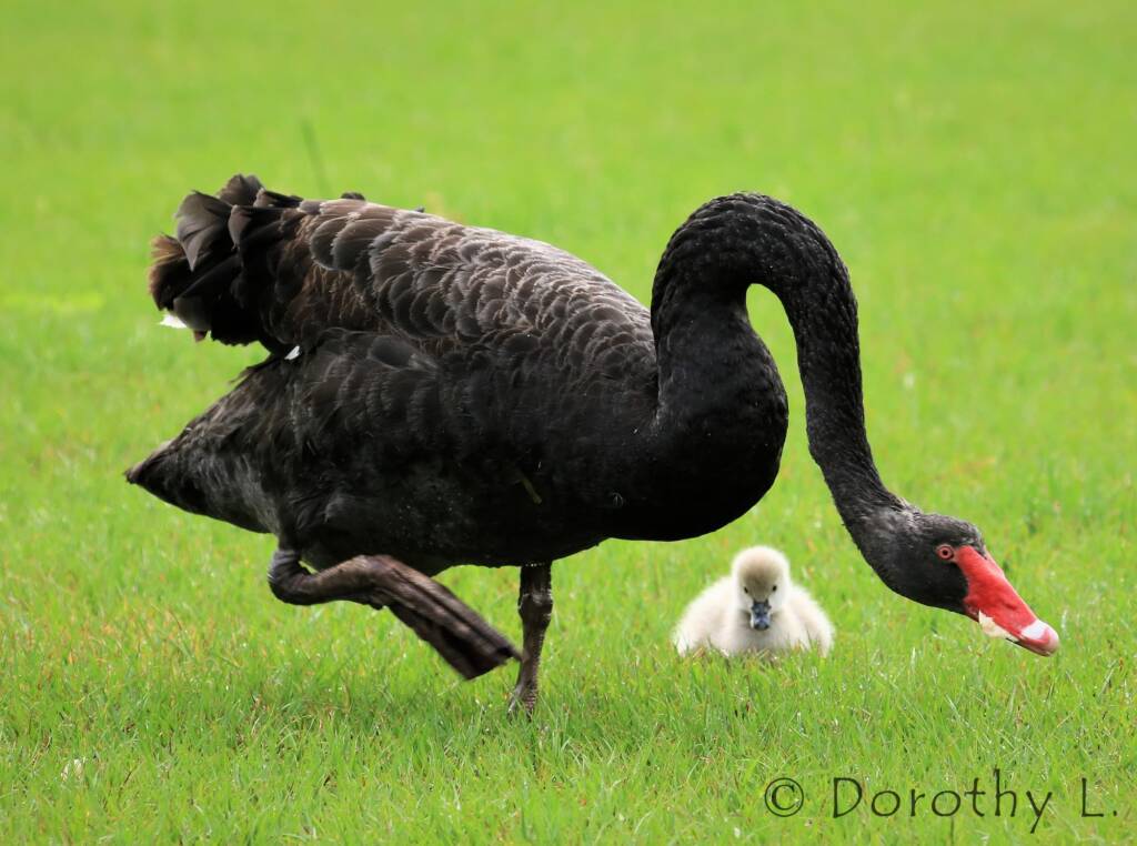 Black Swan (Cygnus atratus) and cygnet