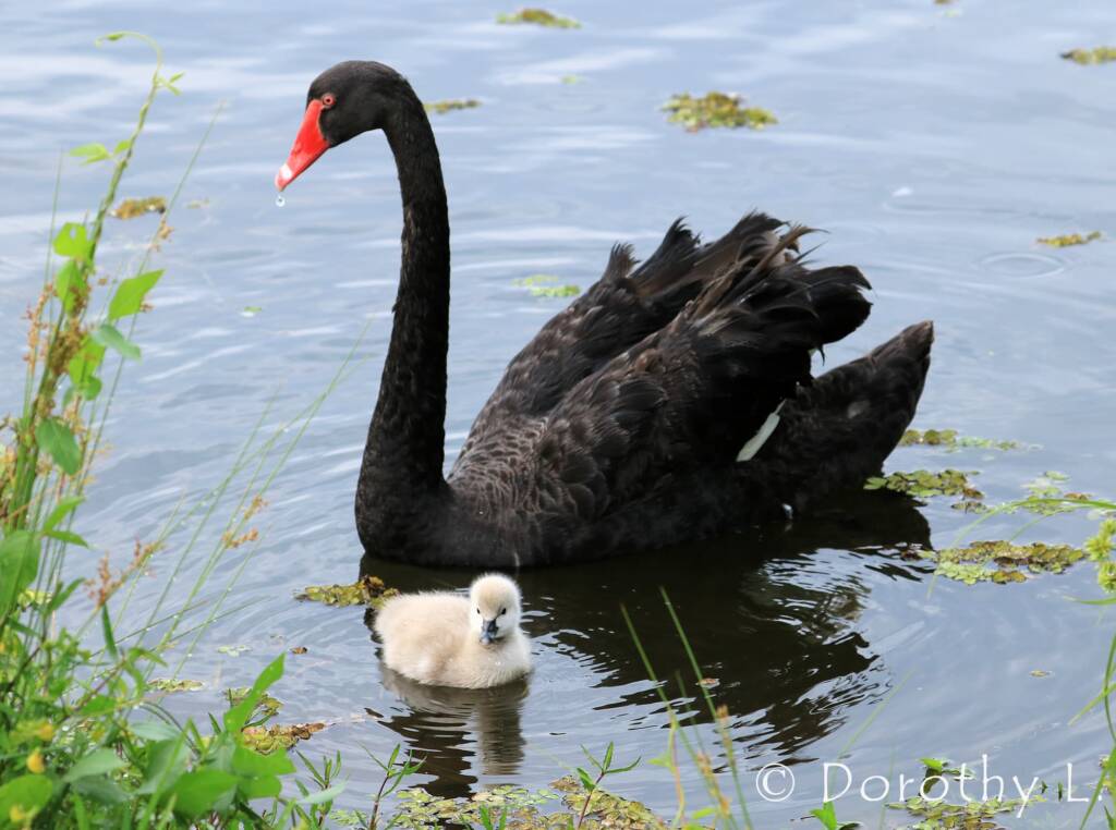 Black Swan (Cygnus atratus) and cygnet