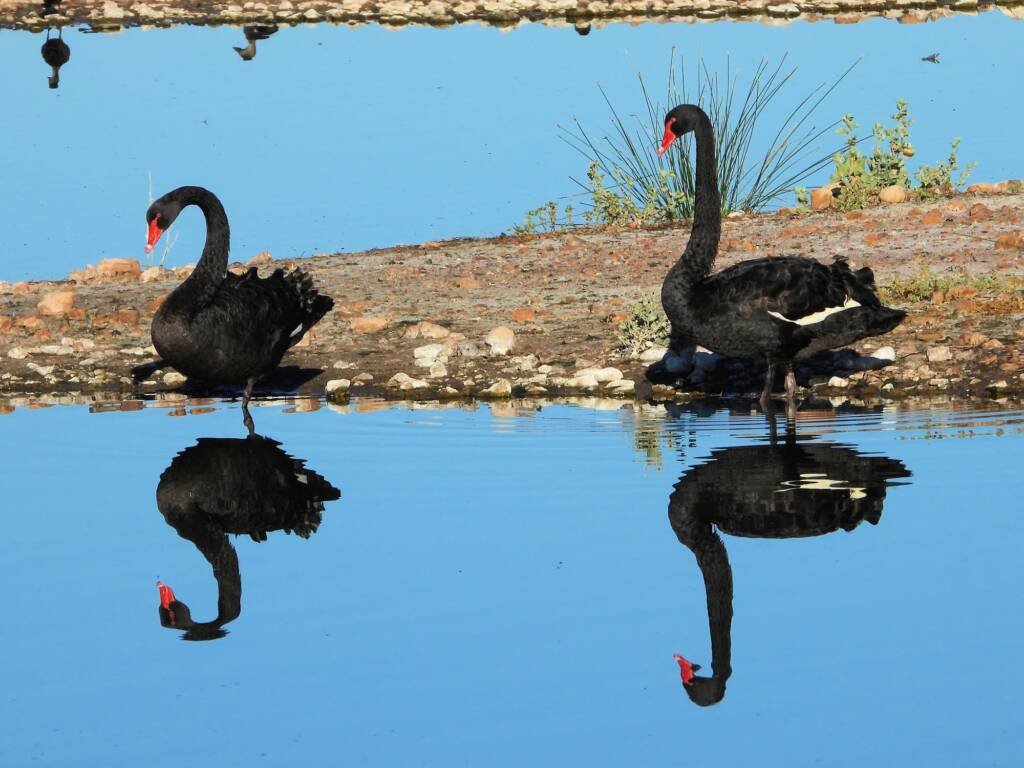 Black Swan (Cygnus atratus), Alice Springs Sewage Ponds © Dorothy Latimer