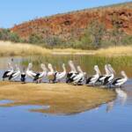 Black Swan with Australian Pelicans, 2 Mile, West MacDonnell Ranges