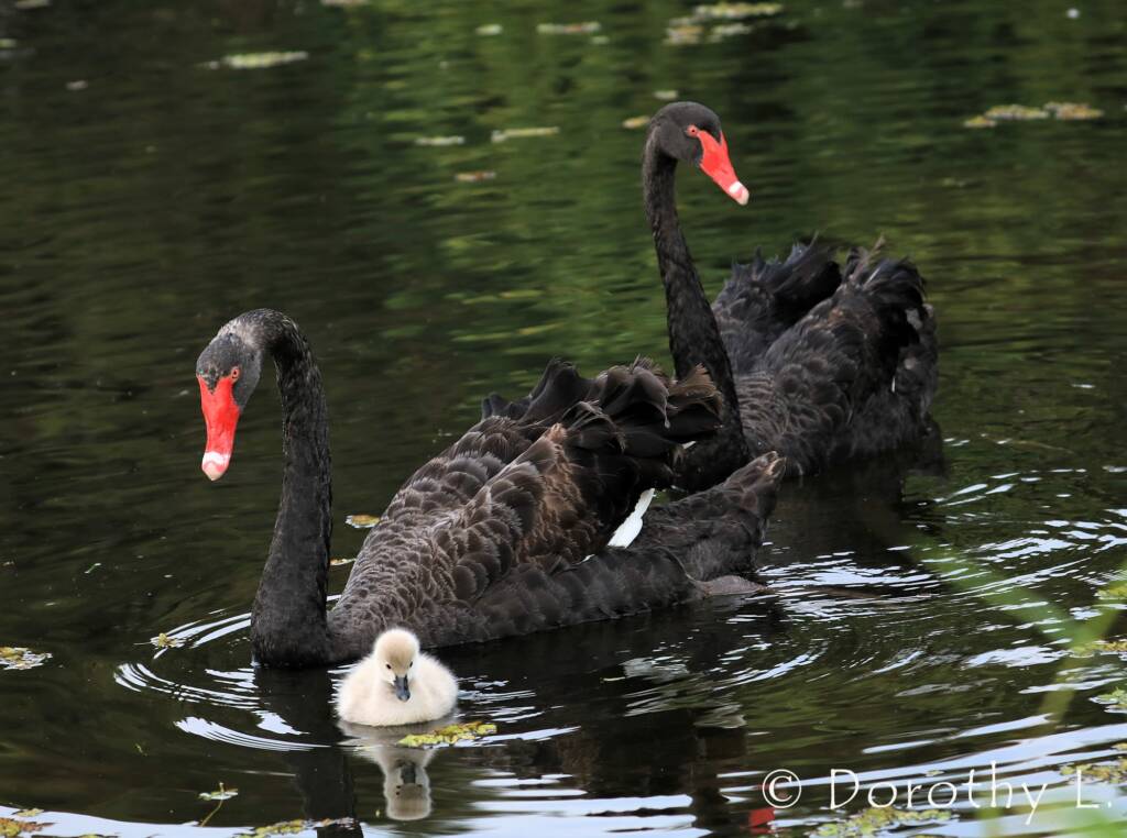 Black Swans (Cygnus atratus) and cygnet