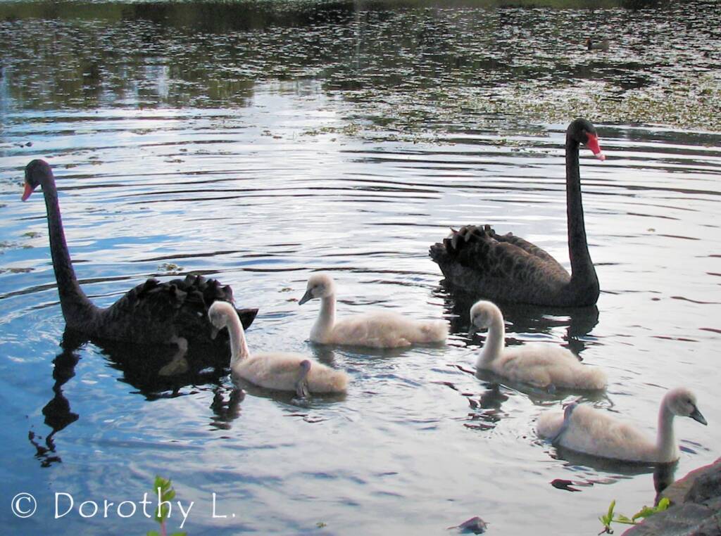Black Swans (Cygnus atratus) and cygnets