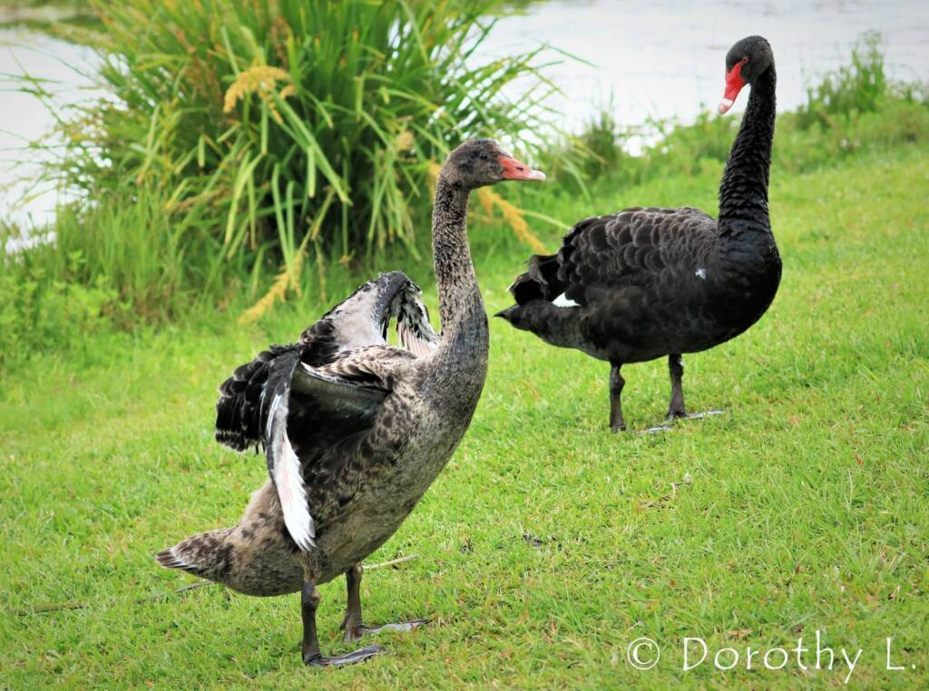 Black Swan (Cygnus atratus) and juvenile