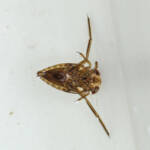 Black Swimmer Beetle (Hemiptera - true bug) - Life in the Gnammas, Girraween QLD