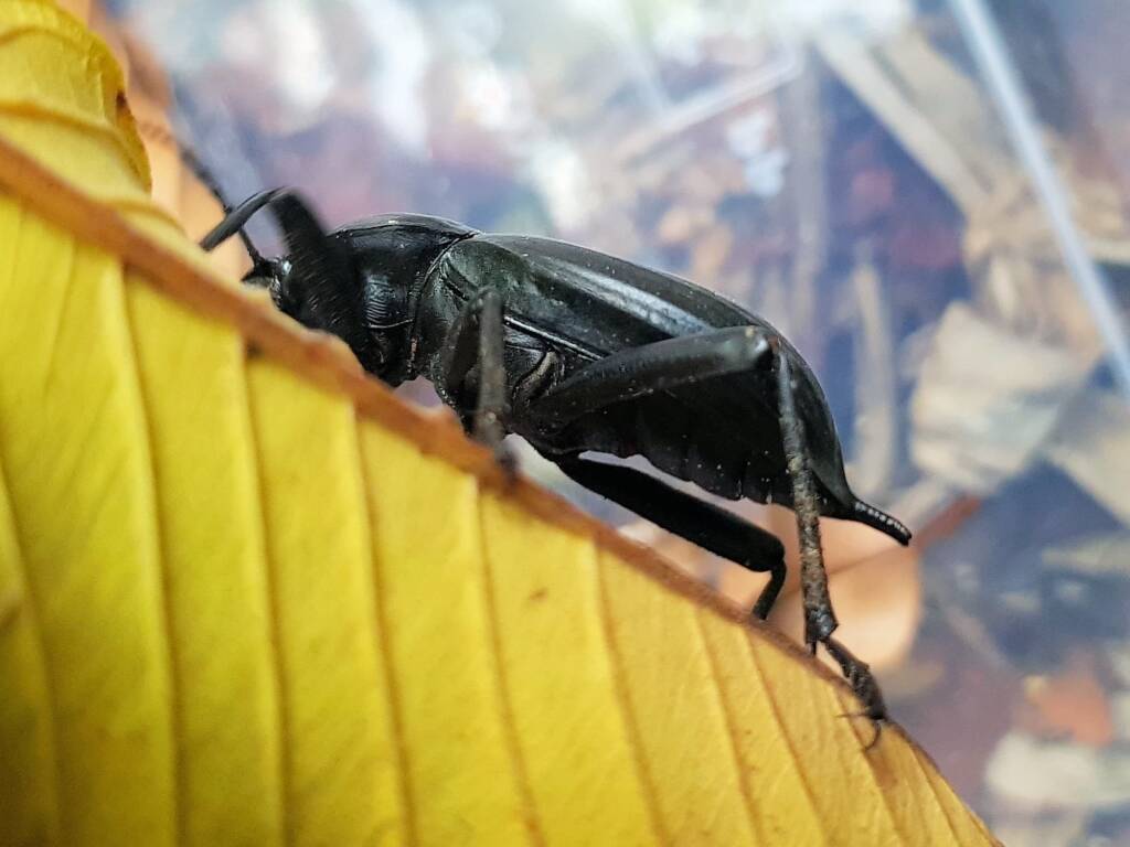 Blaps polychresta (Egyptian Beetle), Alice Springs NT
