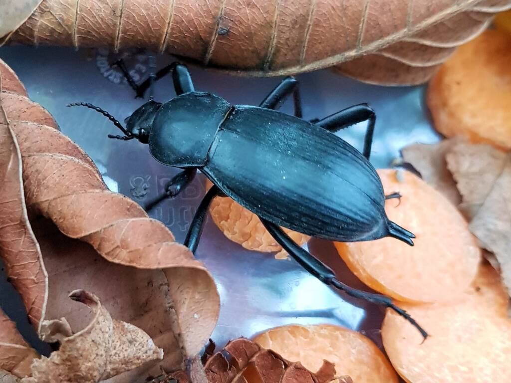 Blaps polychresta (Egyptian Beetle), Alice Springs NT