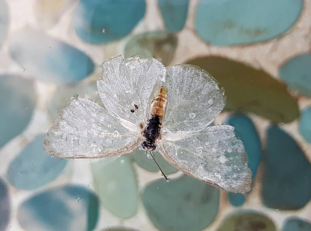 Bleached remains of a butterfly
