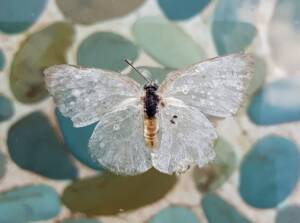 Bleached remains of a butterfly