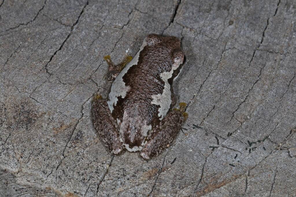 Bleating Tree Frog (Litoria dentata), Southern Downs QLD © Marc Newman