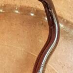 Blind Snake (Genus Anilios)