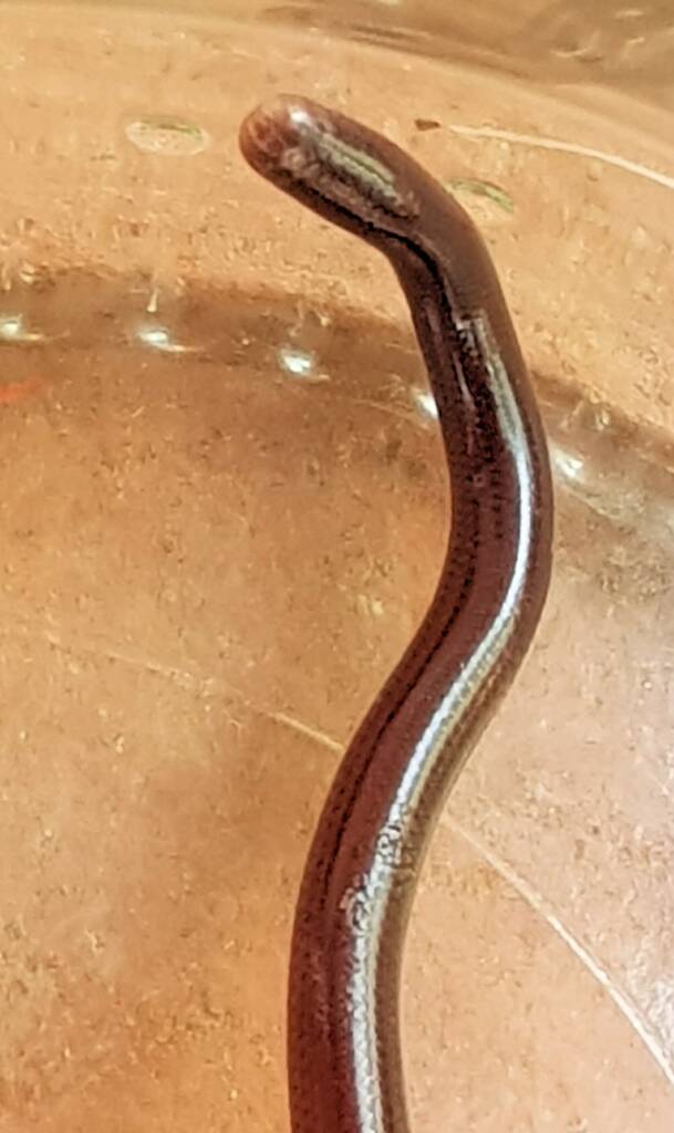 Blind Snake (Genus Anilios)