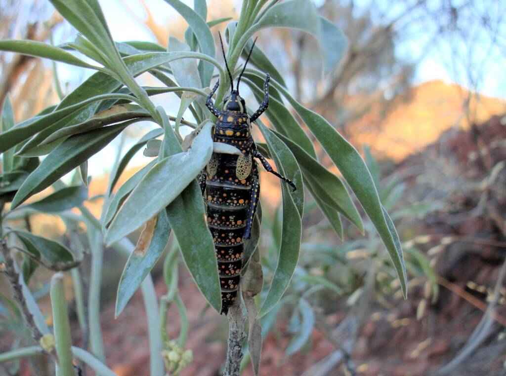 Blistered Pyrgomorph (Monistria pustulifera), Kings Canyon