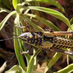 Blistered Pyrgomorph (Monistria pustulifera), Kings Canyon