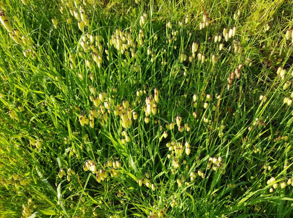 Blowfly Grass (Briza maxima), Dee Why, Northern Beaches NSW
