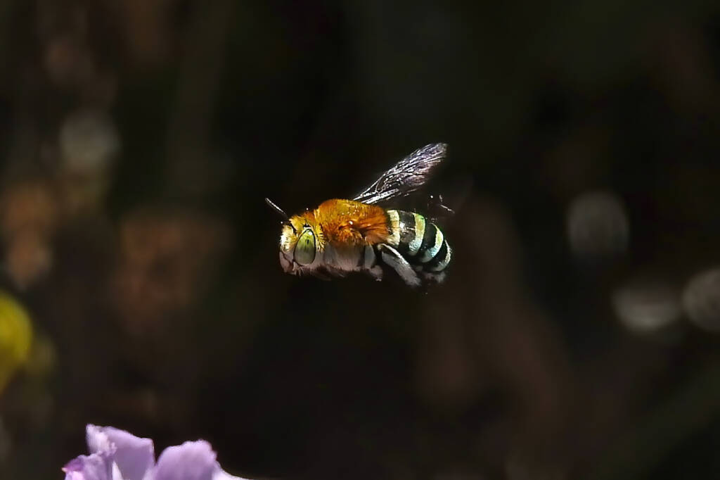 Blue Banded Bee (Amegilla), Midwest WA © Gary Taylor