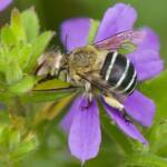 Blue-banded Bee (Amegilla sp) on Scaevola flower © Phil Warburton