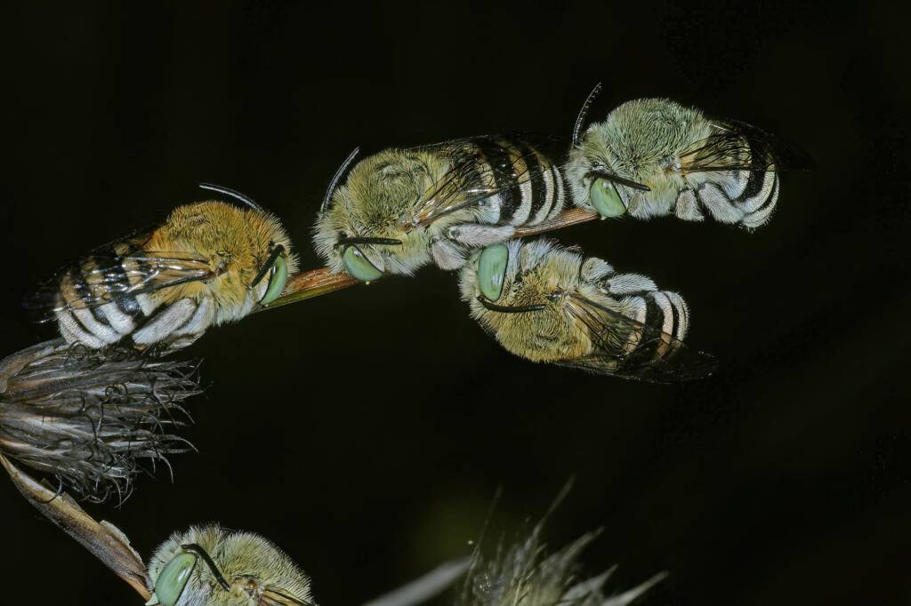 Blue Banded Bees roosting in the Talbot Road Bushland Conservation Area