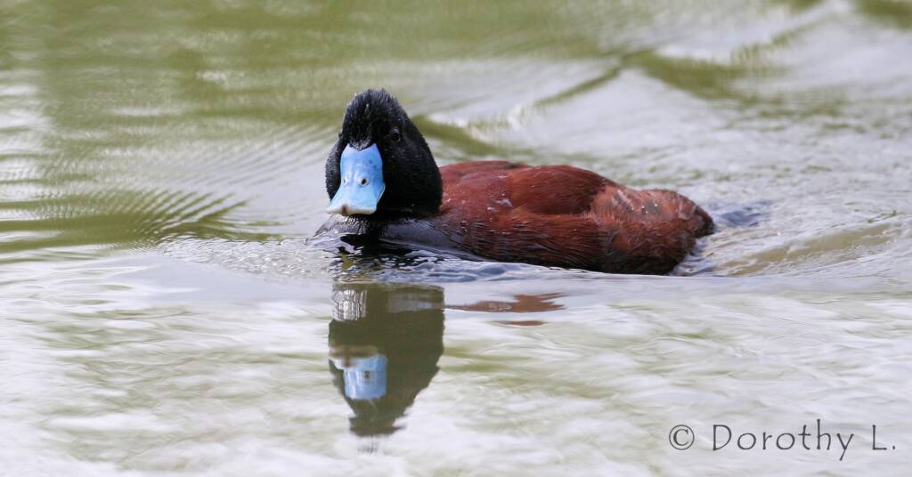 Blue-billed Duck © Dorothy L