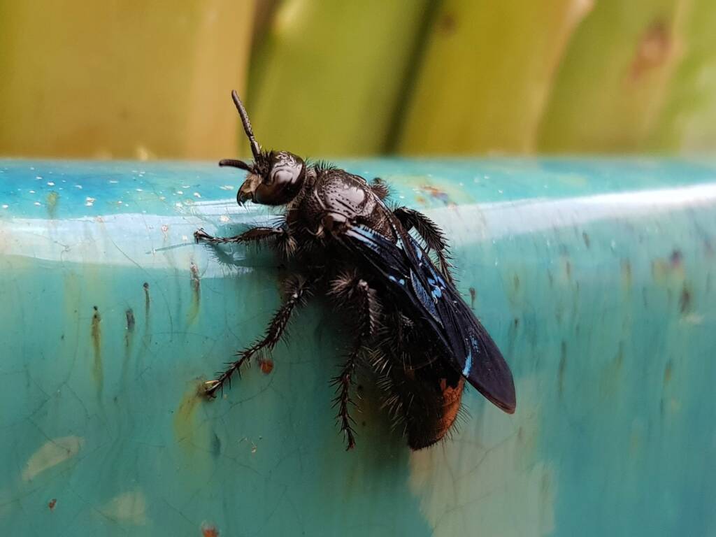 Austroscolia spp (Blue Flower Wasp), Alice Springs NT