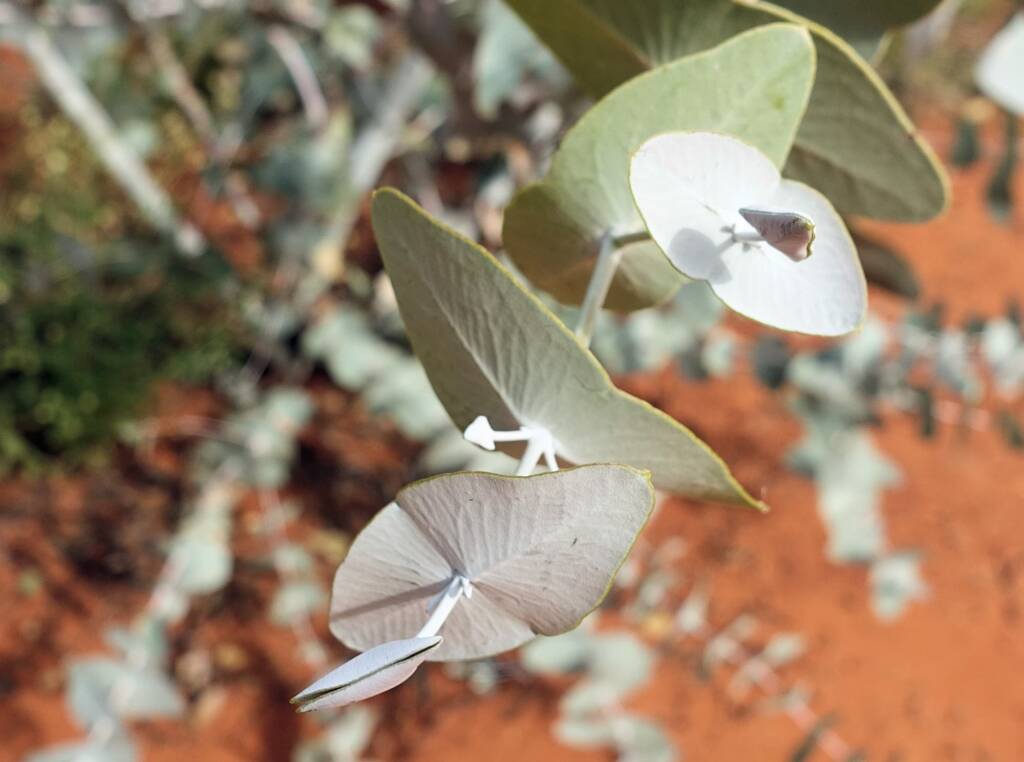 Blue Mallee (Eucalyptus gamophylla)