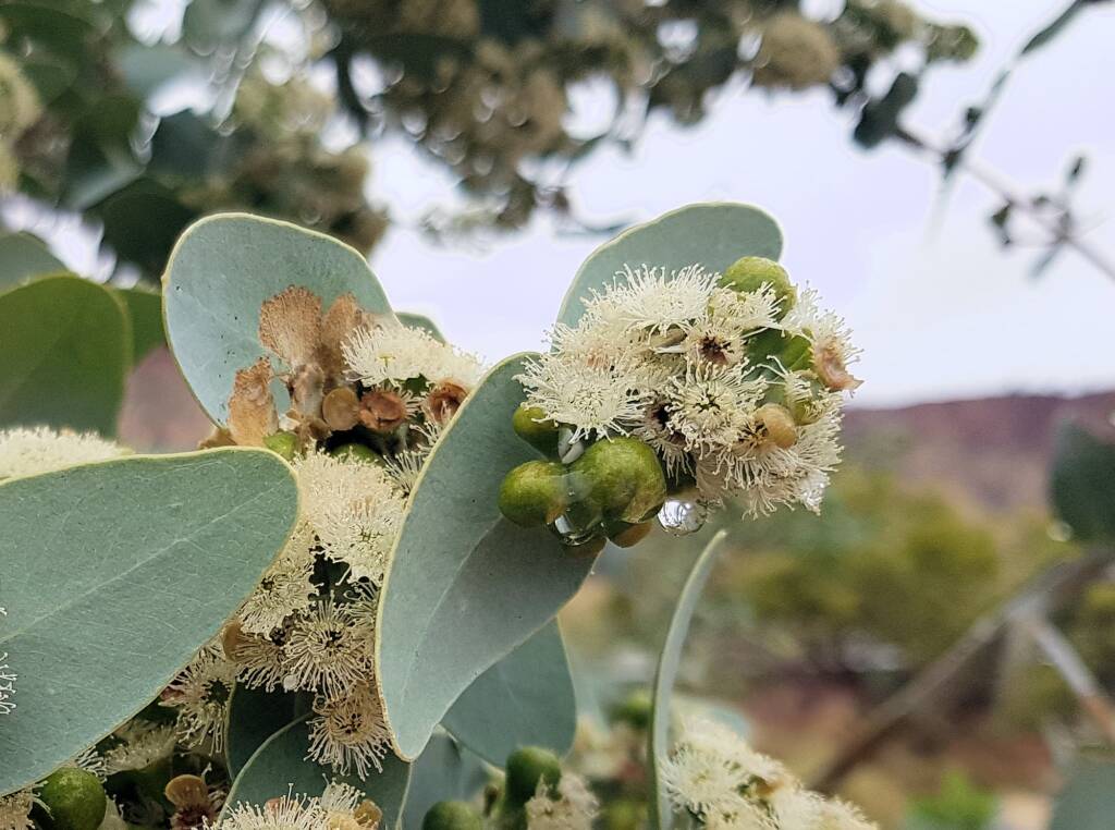 Blue Mallee (Eucalyptus gamophylla)