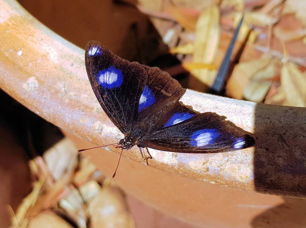 Common Eggfly Butterfly / Blue Moon Butterfly