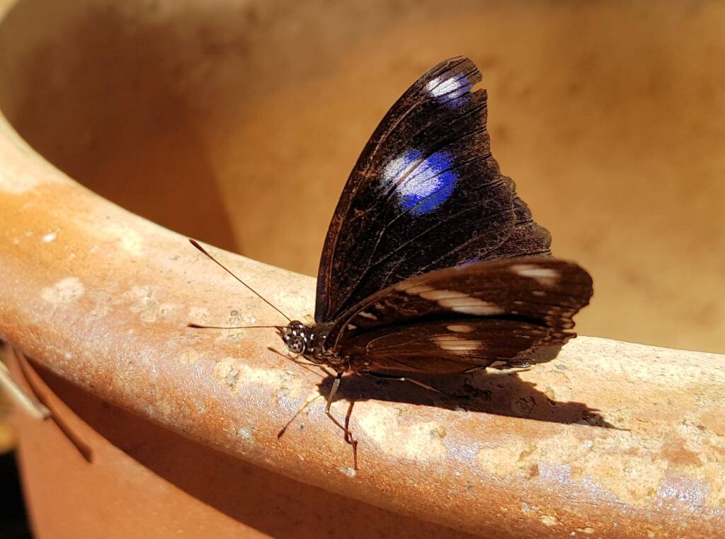 Common Eggfly Butterfly / Blue Moon Butterfly