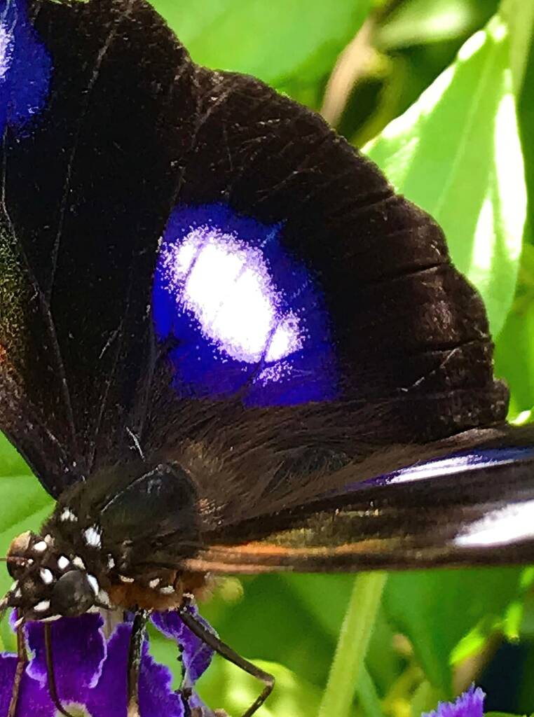 Male Varied Eggfly Butterfly aka Blue Moon Butterfly (Hypolimnas bolina) © Dianne Bickers