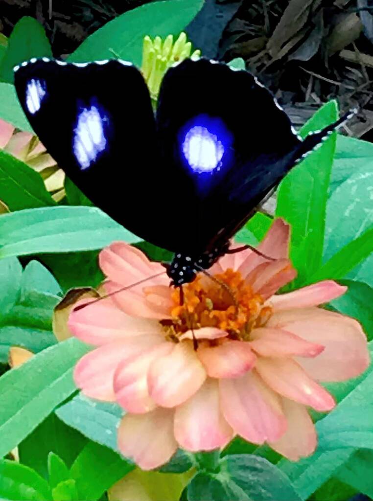 Male Varied Eggfly Butterfly aka Blue Moon Butterfly (Hypolimnas bolina) © Dianne Bickers