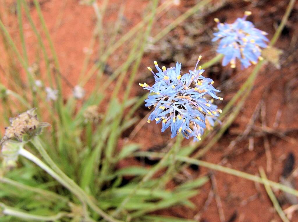 Blue Pincushion (Brunonia australis)