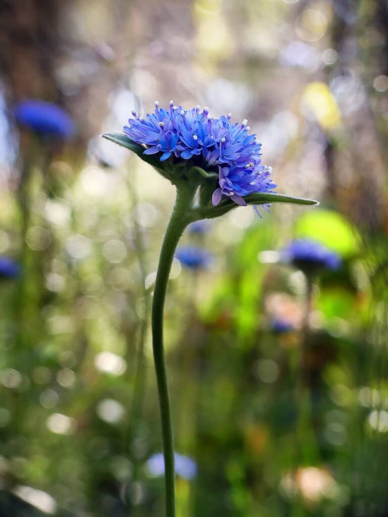 Blue Pincushion (Brunonia australis), Belair SA © Marianne Broug