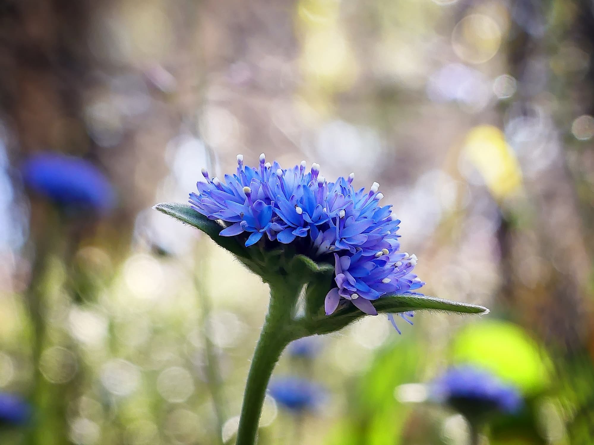 Blue Pincushion (Brunonia australis), Belair SA © Marianne Broug