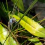 Blue Skimmer (Orthetrum caledonicum), Alice Springs, NT