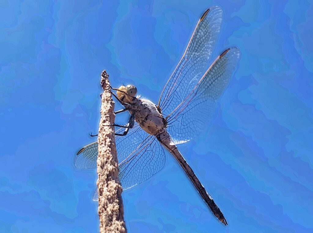 Orthetrum caledonicum (Blue Skimmer)