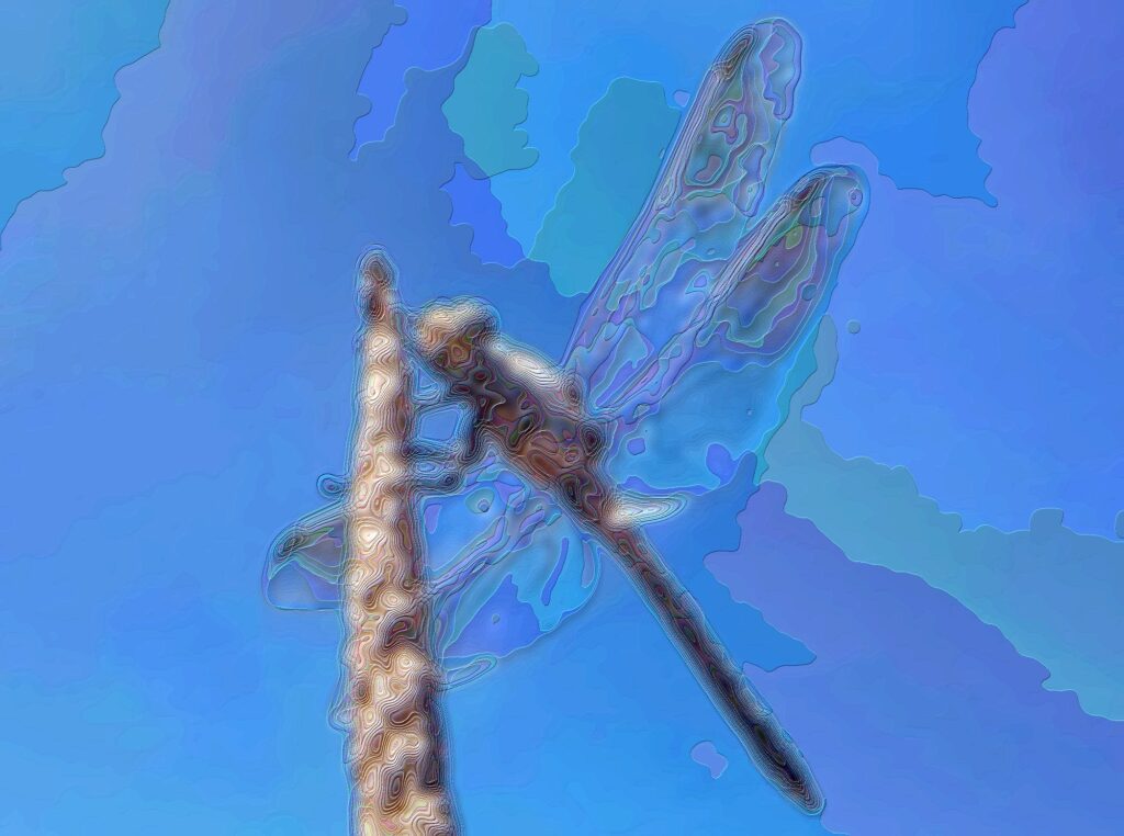 Orthetrum caledonicum (Blue Skimmer)
