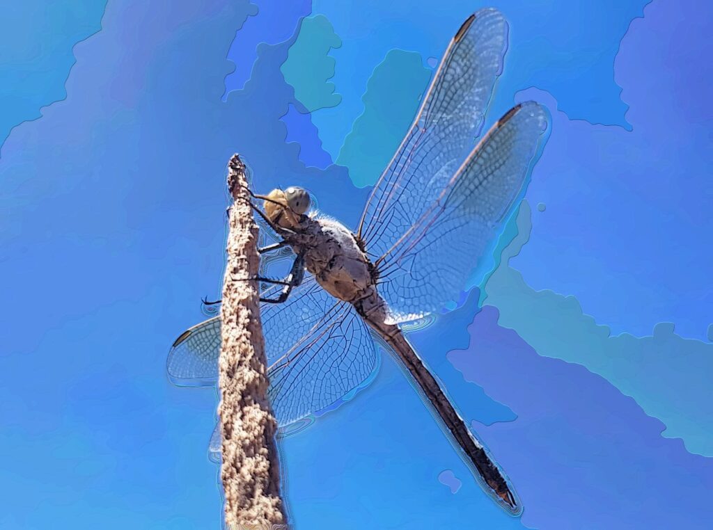 Orthetrum caledonicum (Blue Skimmer)