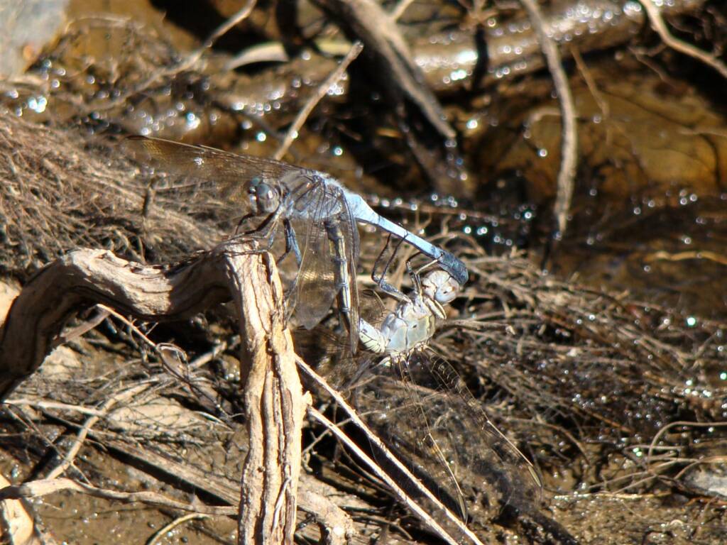 Blue Skimmer (Orthetrum caledonicum), Karma Waters Stn, FNQ QLD @ Sheena Shepherd