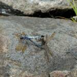 Blue Skimmer (Orthetrum caledonicum), Mareeba, FNQ QLD @ Sheena Shepherd