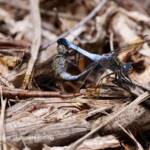 Blue Skimmer (Orthetrum caledonicum), Ransome/Brisbane QLD @ Ellen West