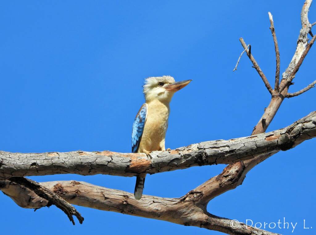 Blue-winged Kookaburra (Dacelo leachii)