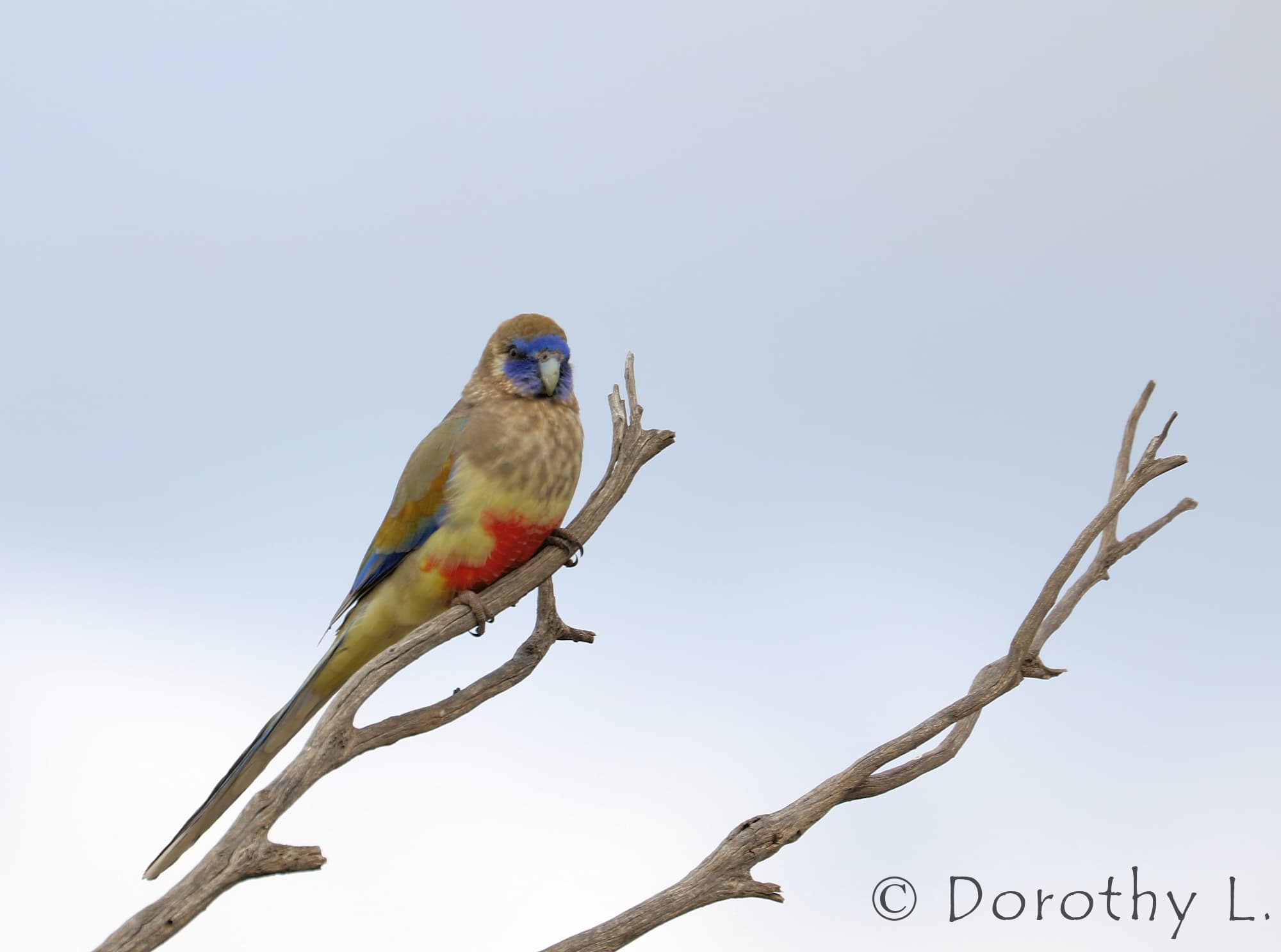 Bluebonnet (Northiella haematogaster)