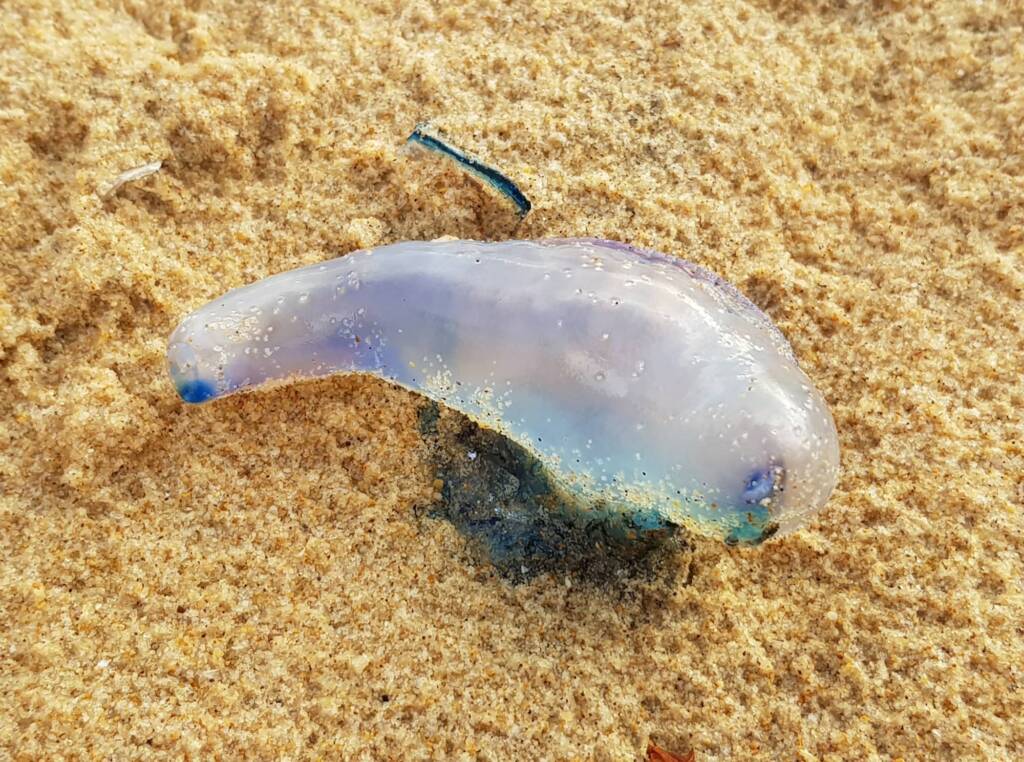 Bluebottle Jellyfish (Physalia utriculus), Northern Beaches NSW