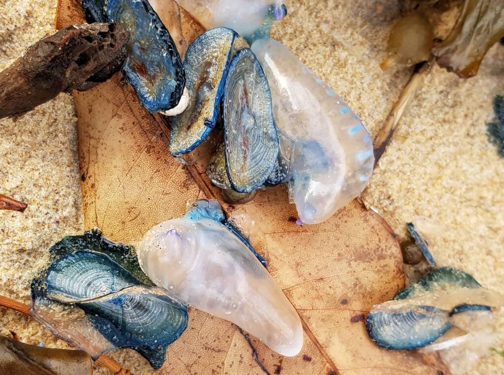 Bluebottle Jellyfish (Physalia utriculus) and By-the-wind Sailor (Velella velella), Northern Beaches NSW