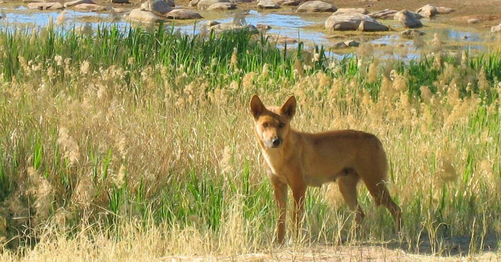 Dingo at the Boggy Hole (Finke Gorge National Park)
