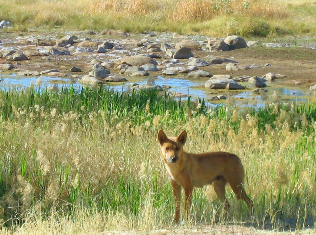 Dingo at the Boggy Hole (Finke Gorge National Park)