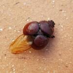 Family: Bolboceratidae beetle, Alice Springs NT